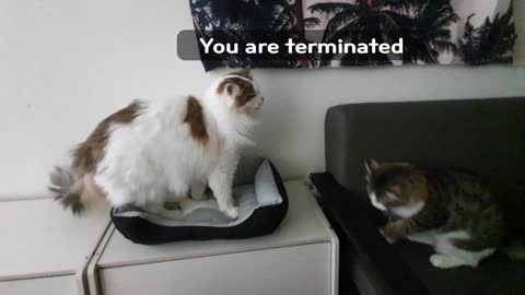 Eliminate enemies by licking😽😽😽