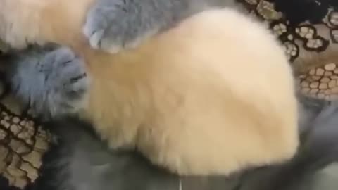 Funny animal videos 2023 - Funny cats_dogs - Funny animals