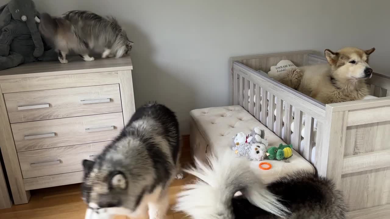 Adorable Baby Girls Puts Her Dog To Bed Even Reads Him A Story!