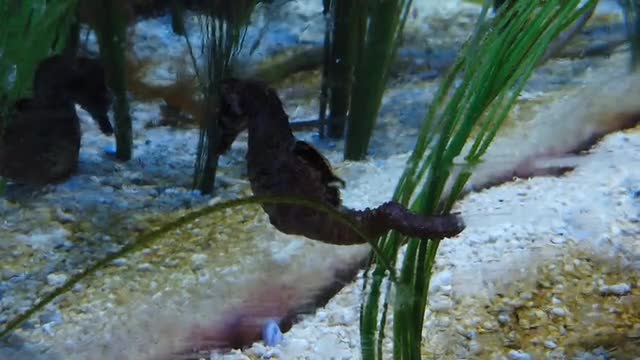 beautiful seahorse