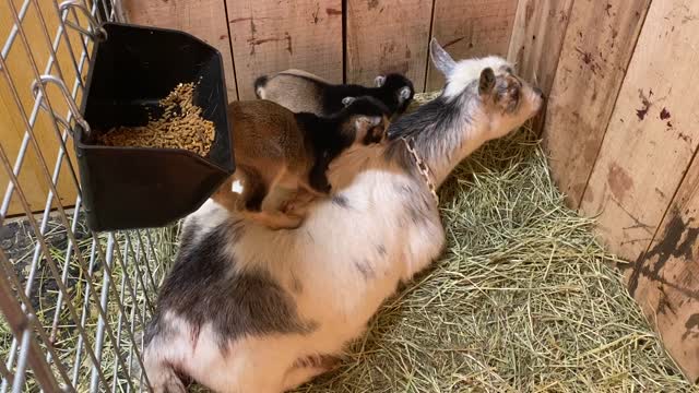 Baby GOATS with Mother Nakita 03.2022
