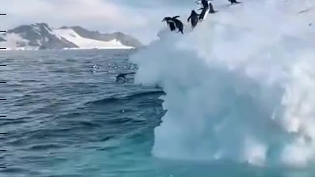 Penguin Diving From Iceberg