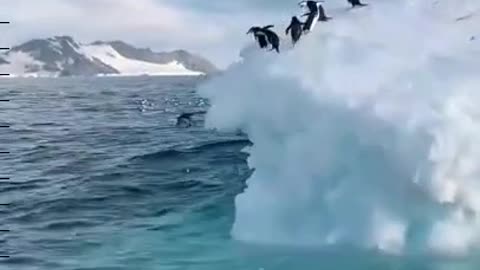 Penguin Diving From Iceberg