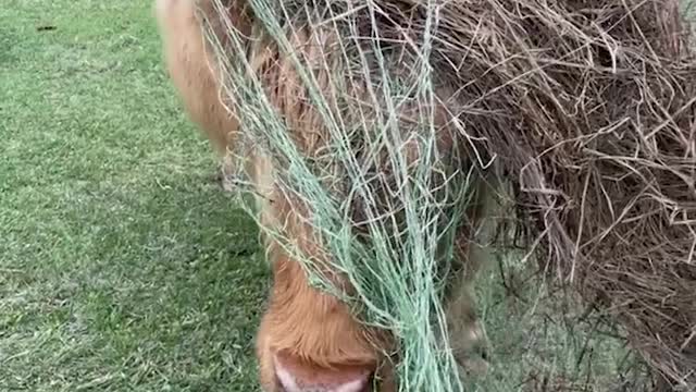 Highland Cow Is Not-So-Helpful Helper