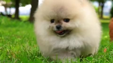 Baby dog#cute puppy barking#4kviral #shorts