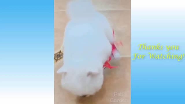 CAT AND DOG HER FUNNY ATTITUDE