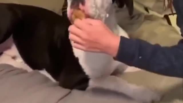 funny dog eating a hole sosage