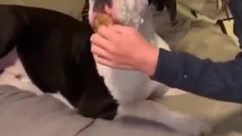 funny dog eating a hole sosage