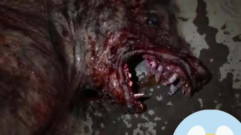 Amazing wolf 😱😱😱