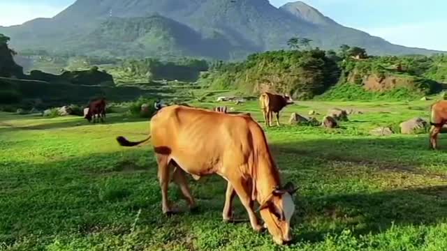 beautiful scenery, some cows eating grass near the mountain