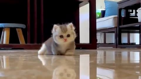 Cute 🥰#cat #catsoftiktok #catmom #catlover #ketty