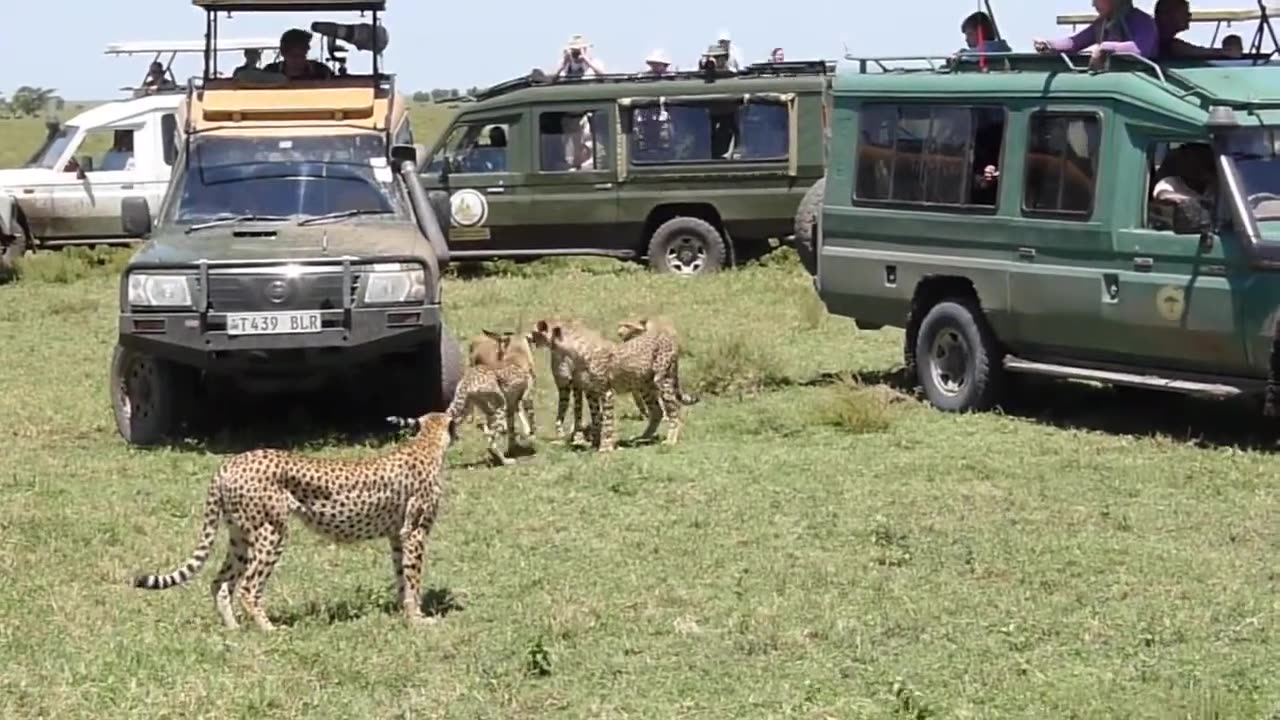 Serengeti cheetah