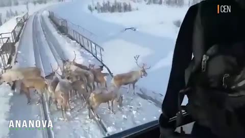 Reindeer Stop Train In Russia's Frozen Far East