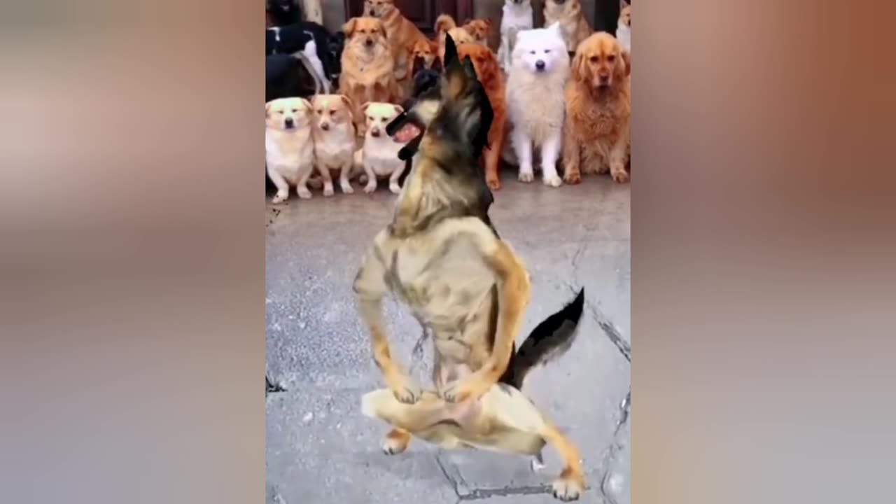 Dog Dance Video