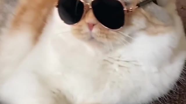 Cat funny video