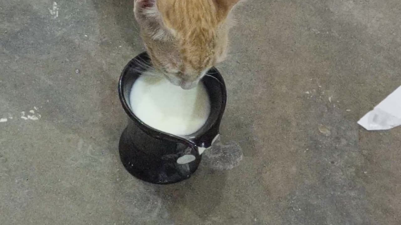 Lovely cat drinking milk