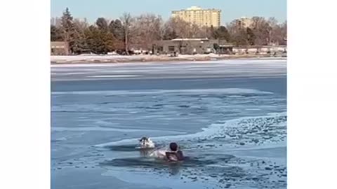 Saving a husky from Freezing