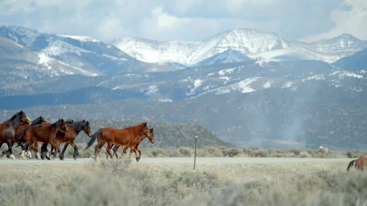 Wild Horses in Mountains, Slow Motion Cinematic Landscape