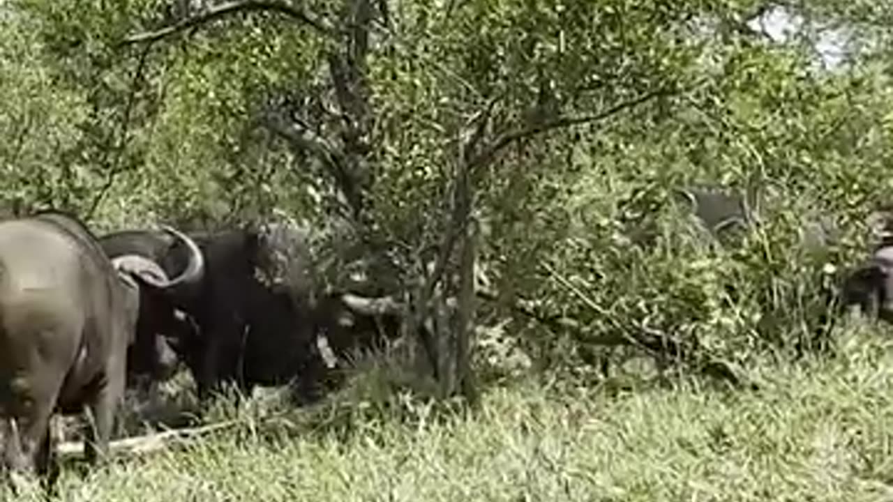 Male Lion Tossed and Trampled by Angry Buffalo Herd