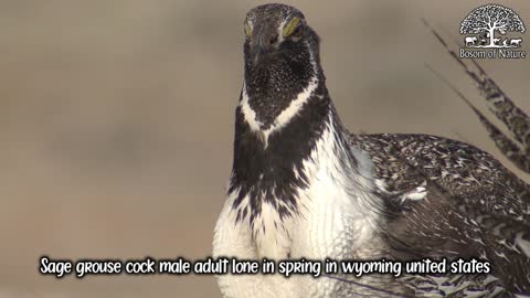 Sage grouse cock male adult lone in spring in wyoming united states