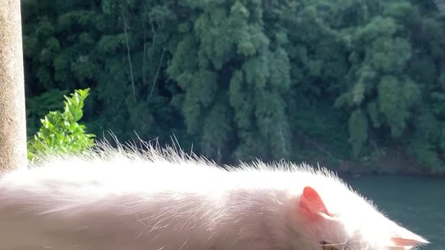 Cat Gets a Little Too Comfortable on Ledge