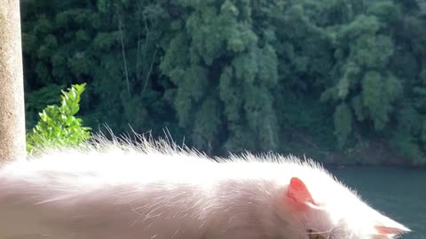 Cat Gets a Little Too Comfortable on Ledge