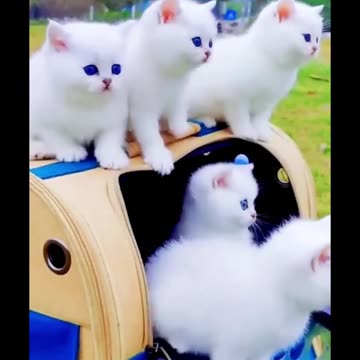 Handsome little white 🐻‍❄️🐻‍❄️🐻‍❄️🤍🤍🤍 cats with blue 🔵🔵🔵💙 eyes 👀👀👀