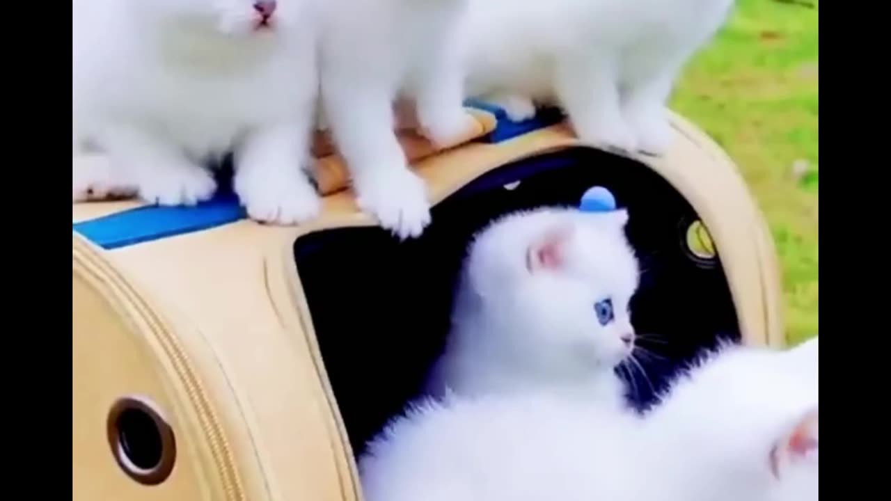 Handsome little white 🐻❄️🐻❄️🐻❄️🤍🤍🤍 cats with blue 🔵🔵🔵💙 eyes 👀👀👀