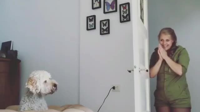 Cute pet video4