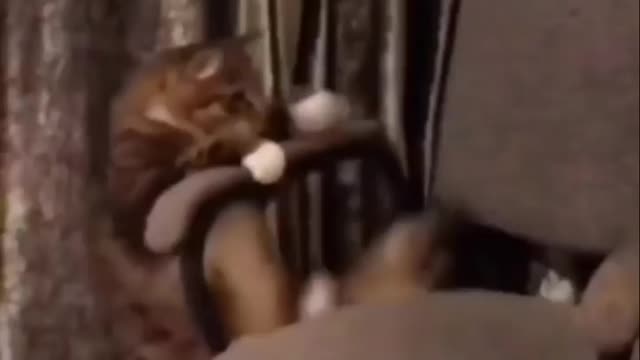 Funny Cat Video