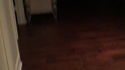 Adorable Little Dog Loves "Bowling"