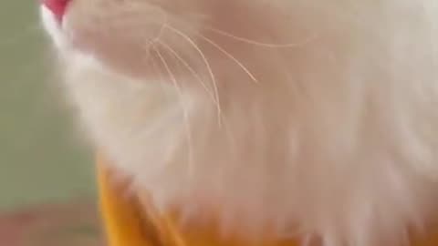 cute cat videos