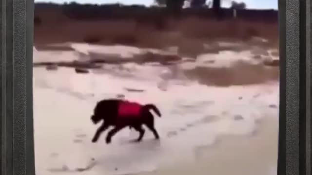 Funny Dog Video #Shorts