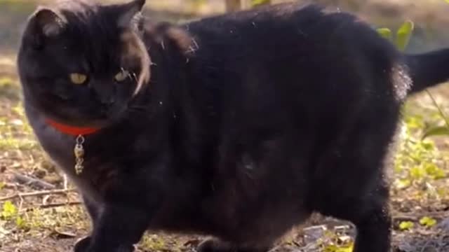 He is so strong 🐱👓🐱👓