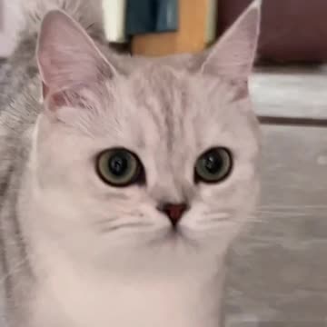 Fanny Cat Video and Cute Cat Video