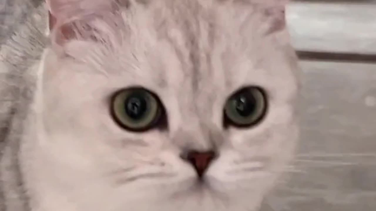 Fanny Cat Video and Cute Cat Video