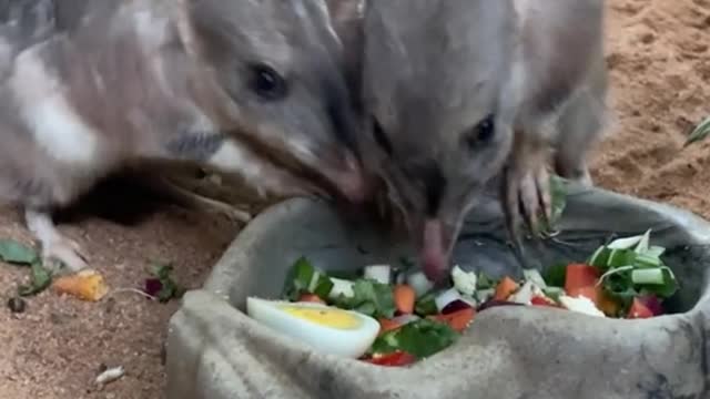 What is this? I thought it was a rabbit