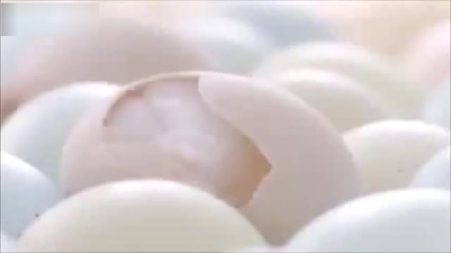 Cute Baby Animals