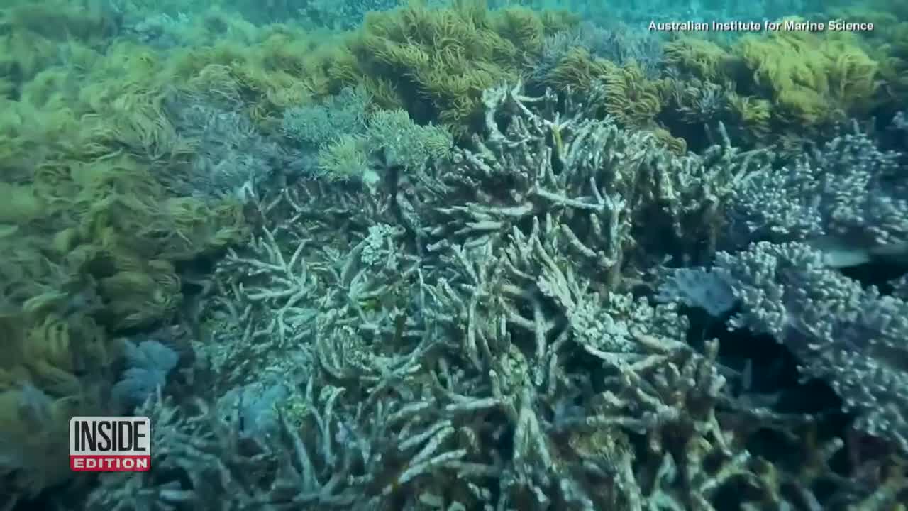 Researchers Are Helping the Great Barrier Reef Grow Faster