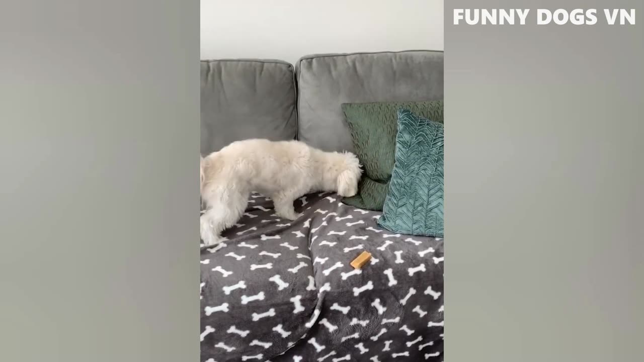 funny dogs