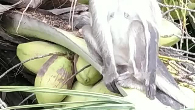 The monkey is sitting on the coconut tree so cute baby monkey🐒🐒