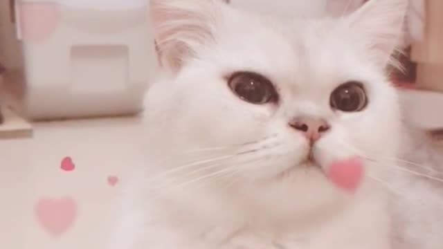 Share a super high level of appearance of a kitten, Snow White