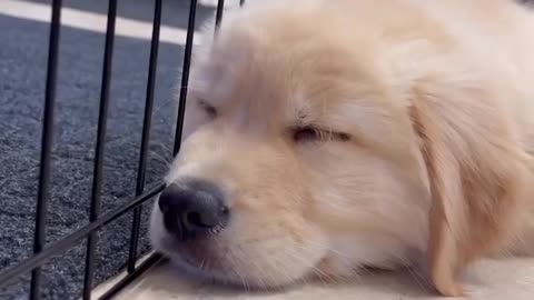 Is this Puppy Falling Asleep