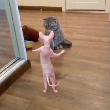 Funny cats