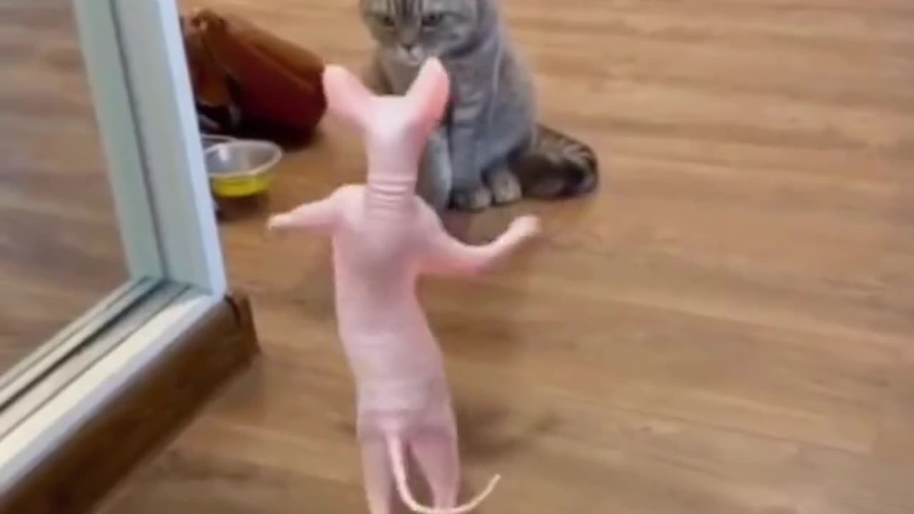 Funny cats