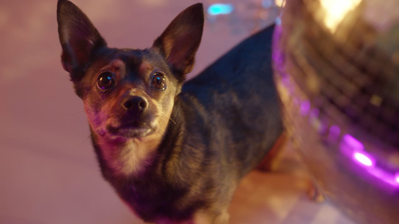 A dog looking at spinning