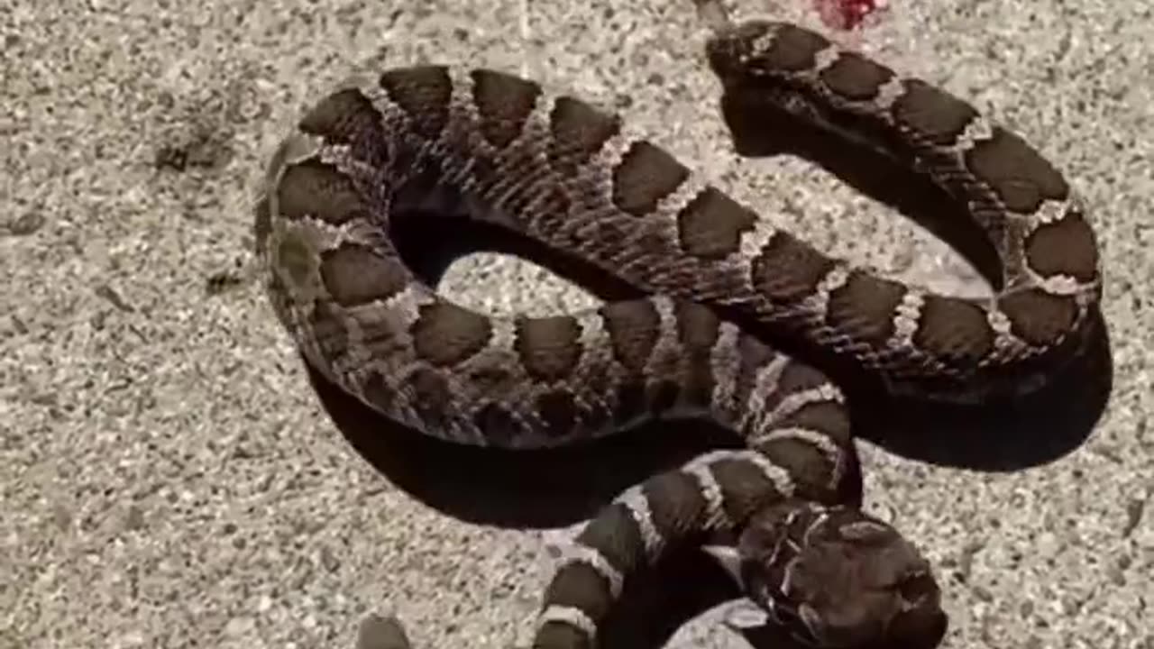 Snake🐍 head bites it's body