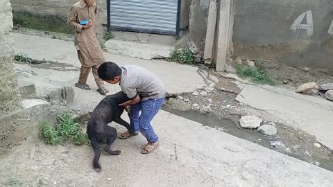 Boy playing with dog