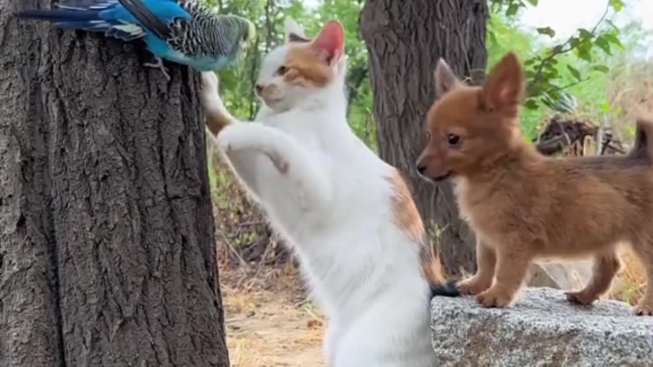 Cats and Dogs Playing with Parrot 🦜🐦