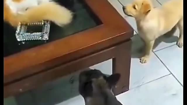 TRY NOT TO LAUGH .amazing Crazy & funny cats .. ANIMALS FUNNIEST